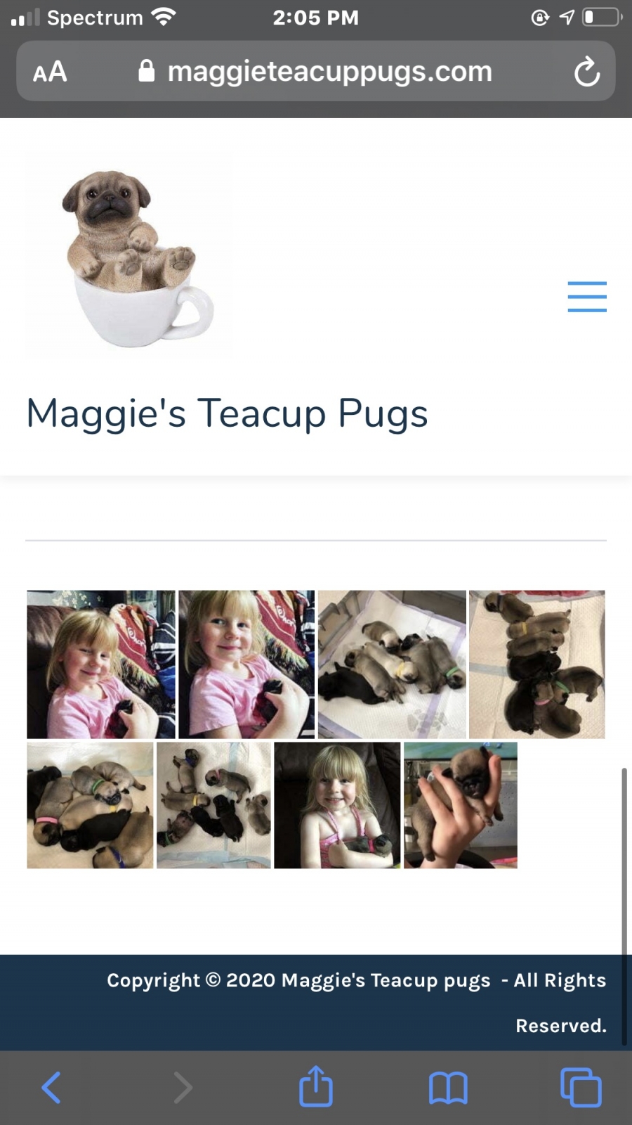 20210128081312 60127218a0ec3 Maggie's Teacup Pugs